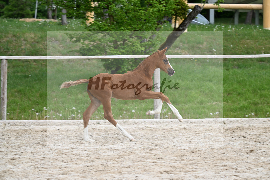 Kat-Nr. 19 SF Viva Vitalis x Asgards Ibiza_Roos_24260997 | hf-fotografie - Realisiert mit Pictrs.com