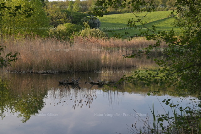 DSC_7711 | Naturfotografie Frauke Gläser - Realisiert mit Pictrs.com