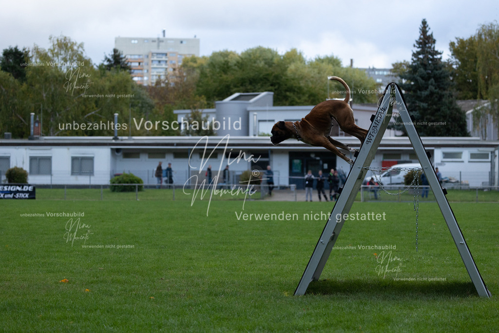_16A4701 | Einzigartige Fotos von Hunden & Menschen –Actionfotos, Portraits, Vereinsaufnahmen & Paarshootings – authentisch, lebendig & mit Herz.