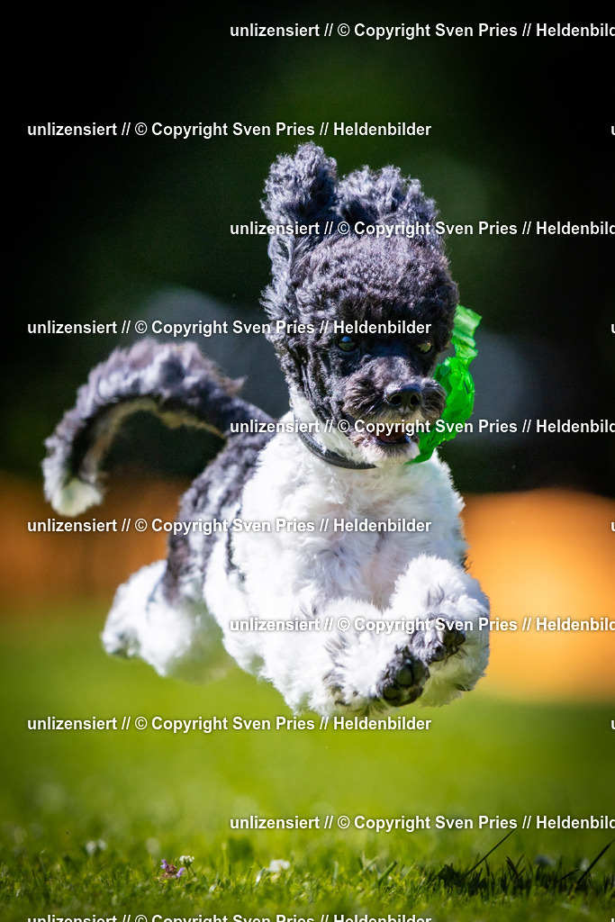 Sven Pries | 2025-08-10 - Hunderennen Durlach - Realisiert mit Pictrs.com