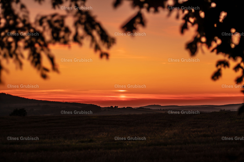 IMG_0300_1_ | Lila Lubbenbomm - Artwork by Ines Grubisch - Realisiert mit Pictrs.com