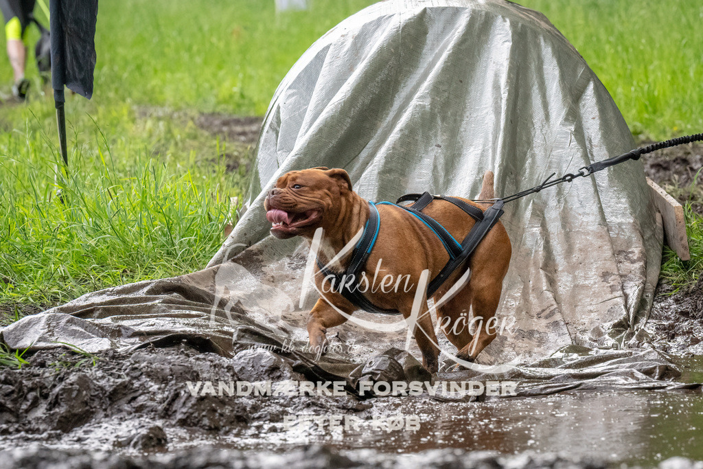 1509_ZZ92054-Bearbeitet | kk-dogfotos