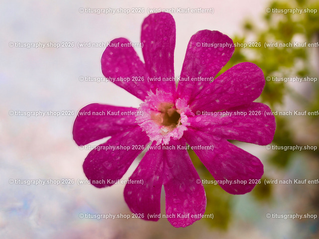 titusgraphy_P6277558-vz-ln | titusgraphy-shop: Geschenkideen mit Qualitätsfotos. titusgraphy-shop: gift ideas with quality photos. titusgraphy-shop: idées cadeaux avec photos de qualité.  - Realisiert mit Pictrs.com