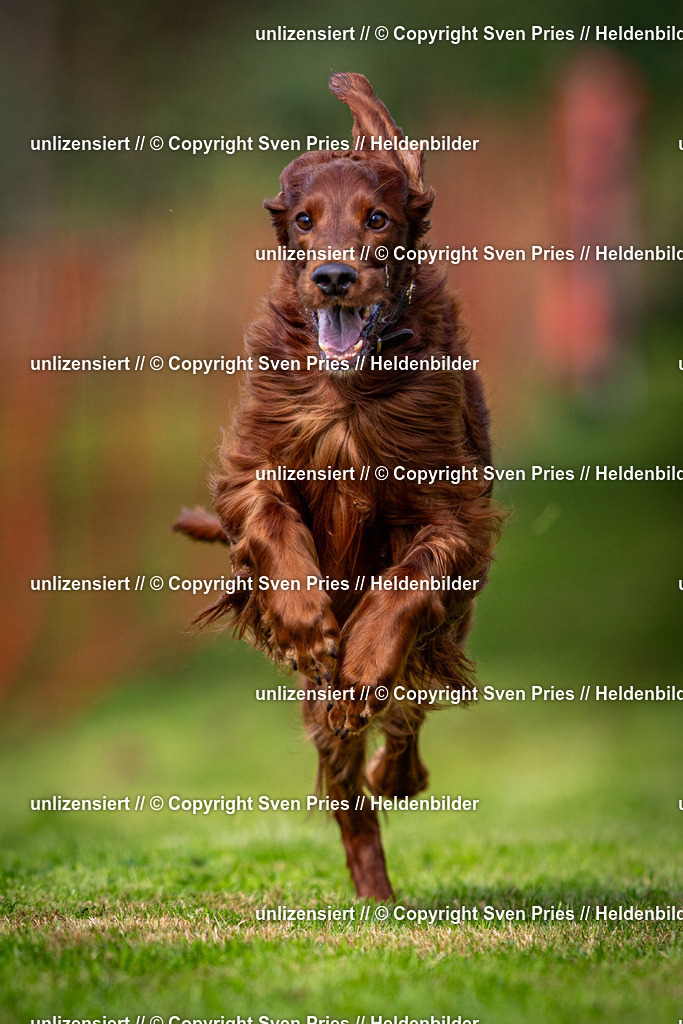 Sven Pries | 2024-09-22 - Hunderennen Baden-BadenPudelverein - Realisiert mit Pictrs.com