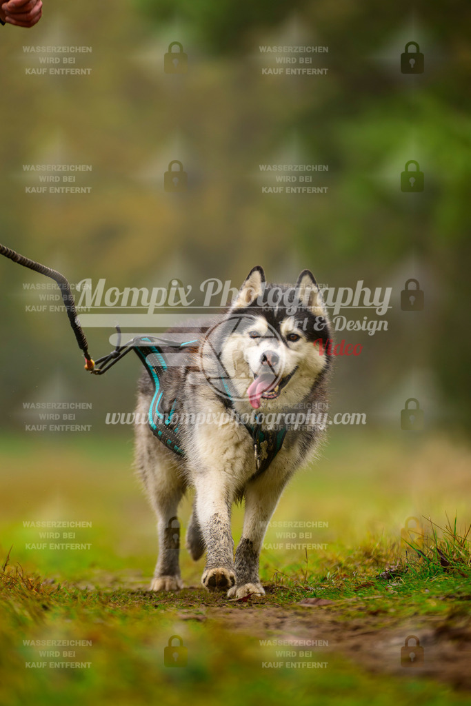 MompixPhotography_Bischwiller2025_Canicross-163 | mompixphotography