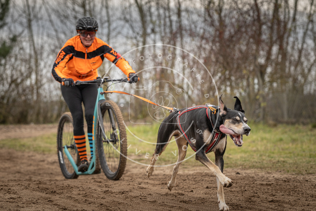 Pfotenfotografie_DV3A9748 | Hundefotografie, Tierfotograf, Pfotenfotografie, Fotoshooting Hund, Hunde Portrait, Hundesport, Hundeportraits, Heideshooting, Hunde, Sportfotograf, Hundefotograf, Turnierhundsport, THS,  - Realisiert mit Pictrs.com