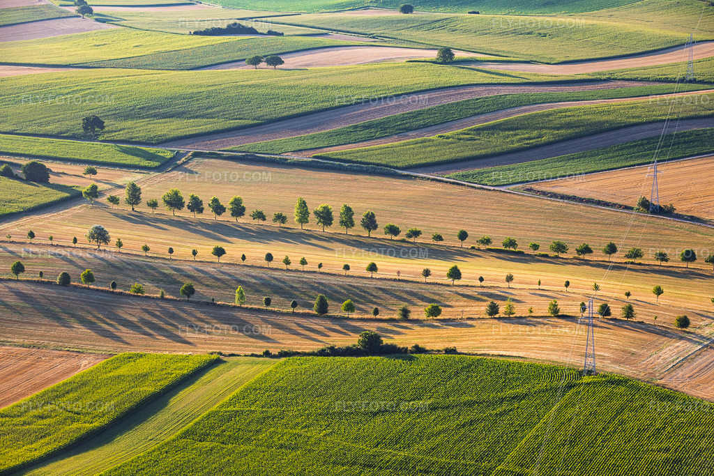 Aerial view: Baumreihen am Rand von Feldwegen zwischen Stoppelfeldern in Schleithal in the state Bas-Rhin, France. – Photo: IMG_158194.jpg taken on 07/25/2026 by Werner Riehm/FLY-FOTO.com – Resolution of the original: 5780 x 3853 px