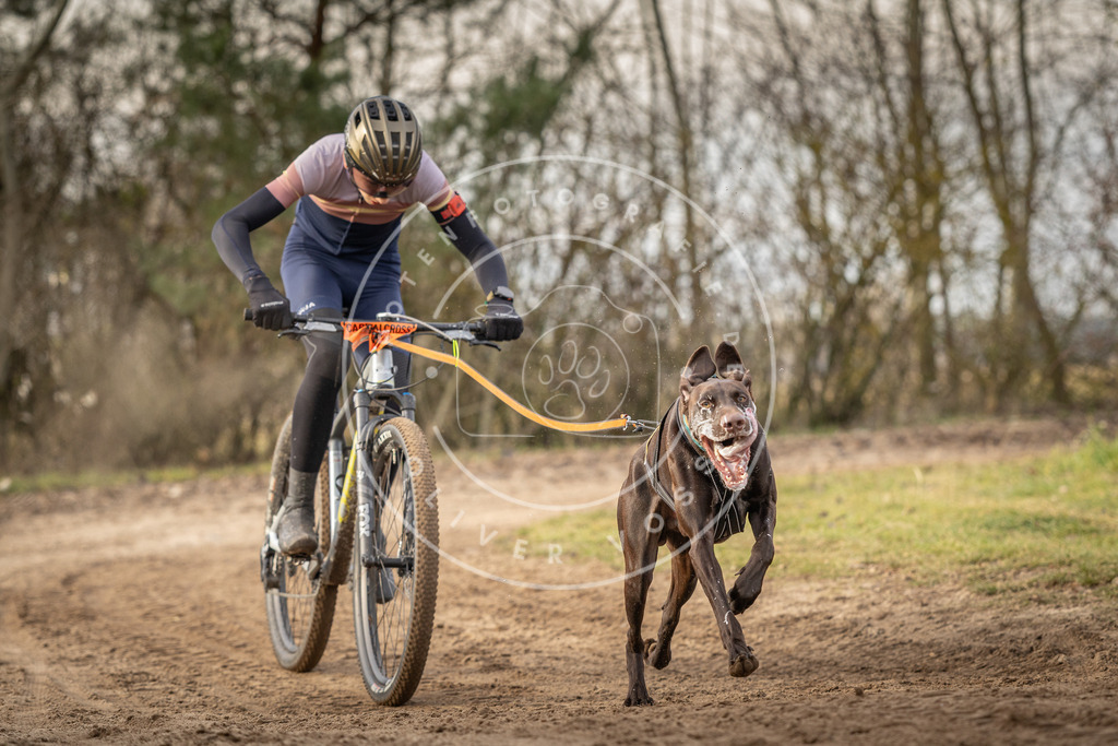 Pfotenfotografie_DV3A7221 | Hundefotografie, Tierfotograf, Pfotenfotografie, Fotoshooting Hund, Hunde Portrait, Hundesport, Hundeportraits, Heideshooting, Hunde, Sportfotograf, Hundefotograf, Turnierhundsport, THS,  - Realisiert mit Pictrs.com