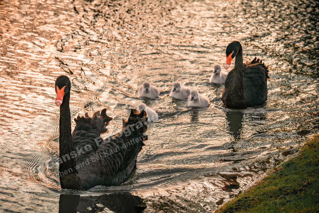039 Vögel - 01-03-2024 -R Ganske | Onlineshop mit Bildern von Stränden, Häfen und Meer. Leinwände, Poster, Kalender und andere Materialien erhältlich. Kommerzielle Lizenzen möglich.  - Realisiert mit Pictrs.com