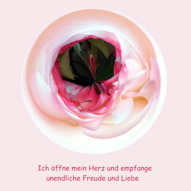 Rose - Liebe | Outdoorpixl Teßen OHG - Realisiert mit Pictrs.com