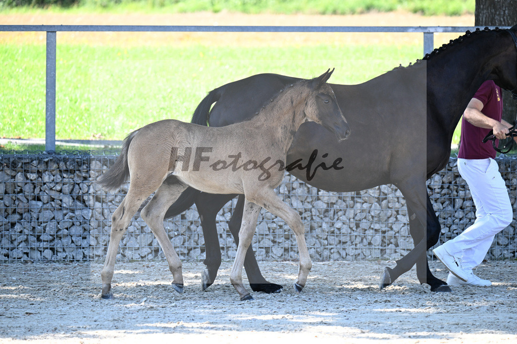 Kat-Nr. 12 Cadeau Noir x Royal Classic_HF_Lechner_26250140 | hf-fotografie - Realizzato con Pictrs.com