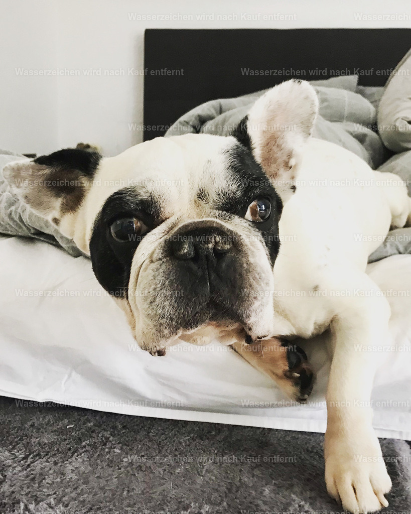 A134A0B4-0660-4F72-863C-55C4BF7D2E5A | heikomoeller - Realisiert mit Pictrs.com