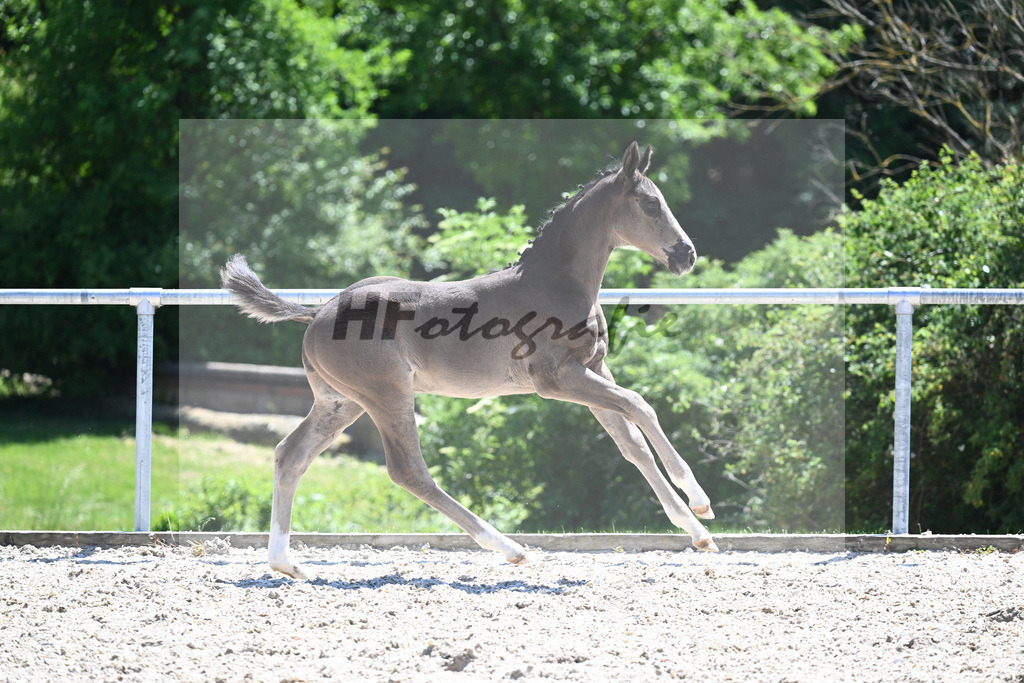 Kat-Nr. 7 HF Ellis_Kloessinger_16230709 | hf-fotografie - Realisiert mit Pictrs.com