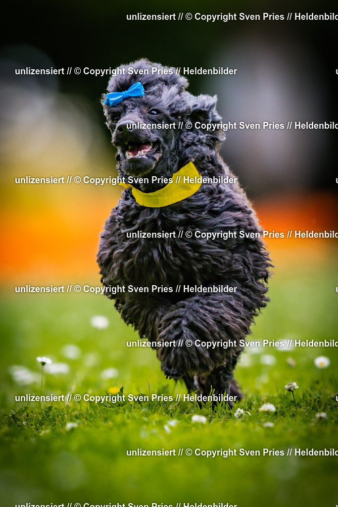 Sven Pries | 2025-05-29 - Pudelrennen KA-Durlach - Realisiert mit Pictrs.com