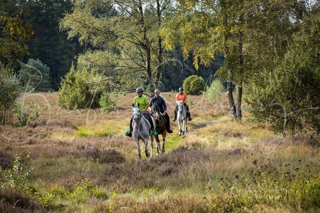 DdLH-WehlenerHeide_2025-09-20_24 | Fotografie, Veranstaltungs-Fotografie, Pferde-Fotografie, Landschafts-Fotografie, Reise-Fotografie - Realisiert mit Pictrs.com