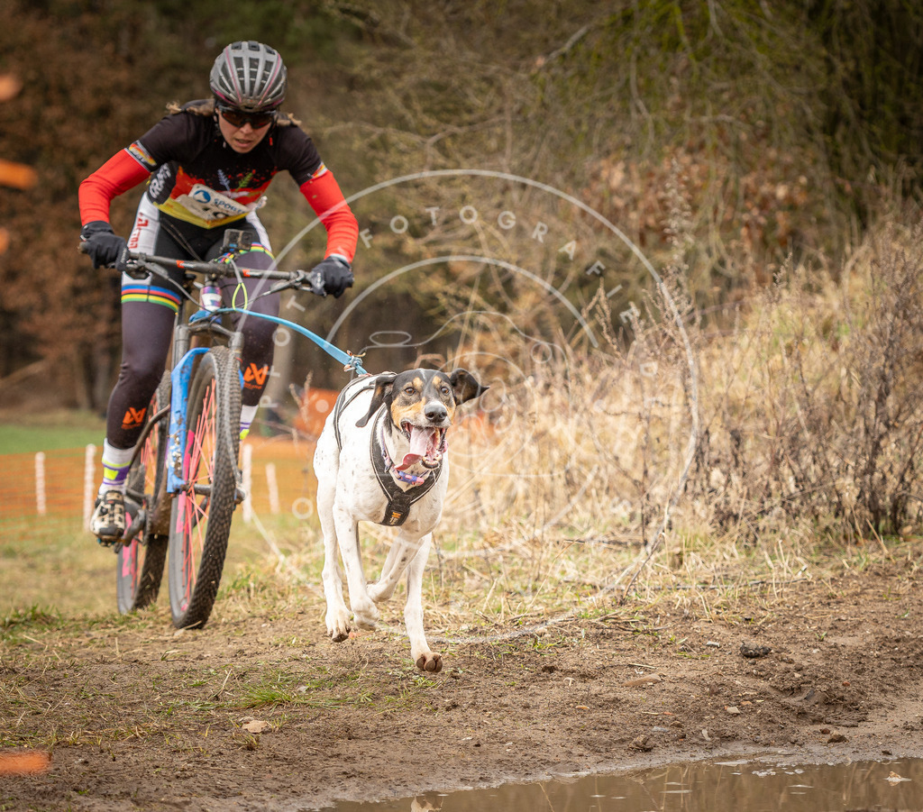DV3A0793 | Hundefotografie, Tierfotograf, Pfotenfotografie, Fotoshooting Hund, Hunde Portrait, Hundesport, Hundeportraits, Heideshooting, Hunde, Sportfotograf, Hundefotograf, Turnierhundsport, THS,  - Realisiert mit Pictrs.com