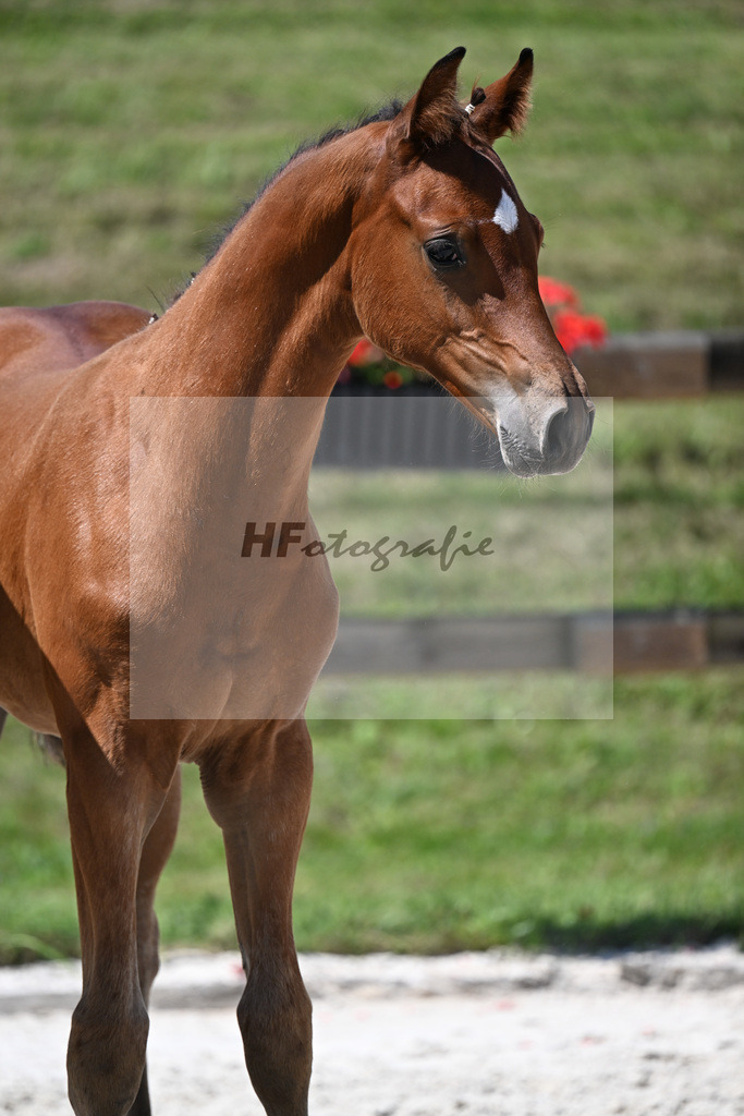 Kat-Nr. 19 Ermitage Kalone x Diaroado_HF_Hansmeyer_24250468 | hf-fotografie - Realisiert mit Pictrs.com