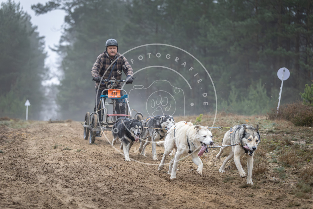 Pfotenfotografie_DV3A0565 | Hundefotografie, Tierfotograf, Pfotenfotografie, Fotoshooting Hund, Hunde Portrait, Hundesport, Hundeportraits, Heideshooting, Hunde, Sportfotograf, Hundefotograf, Turnierhundsport, THS,  - Realisiert mit Pictrs.com