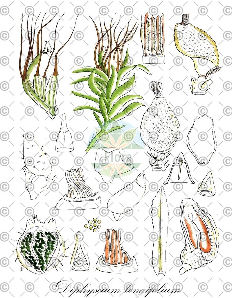 HistAbb_wfo-0000396895_1_ENZY_Simple | Historische Abbildung von Diphyscium longifolium - Diphysciaceae | Historical Illustration of Diphyscium longifolium - Diphysciaceae