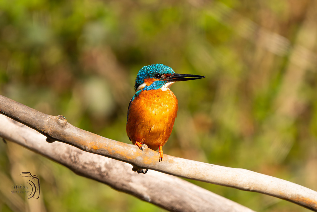 Eisvogel | Holzisphotography, Landschaftsfotografie, Wildlifefotogorafie - Realisiert mit Pictrs.com