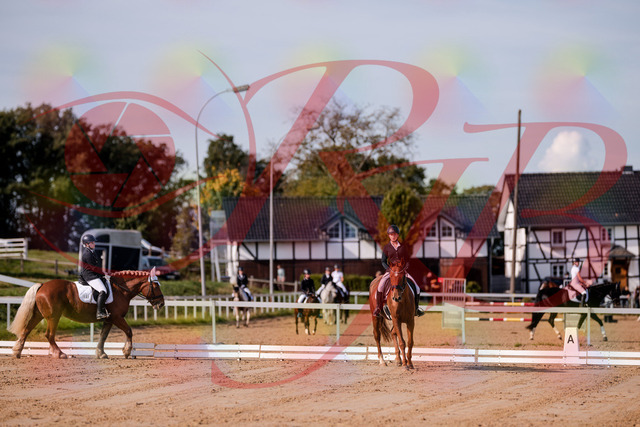 2026_10_03_Siefer-Hof_114457_Z81_87910933 | Professionelle Reitsport-, Turnier- und Eventfotografie von Robert Broda. Galerien mit ausgewählten und bearbeiteten Bildern direkt online ansehen und bestellen.