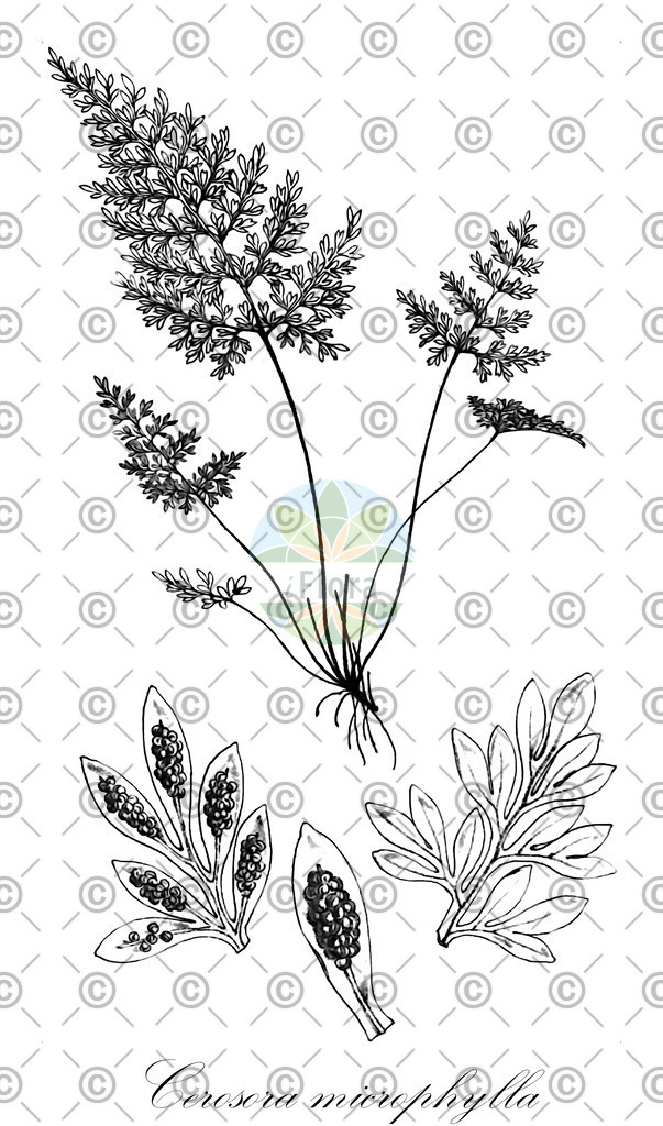 HistAbb_wfo-0000835244_1_ENZY_Simple | Historische Abbildung von Cerosora microphylla - Pteridaceae | Historical Illustration of Cerosora microphylla - Pteridaceae