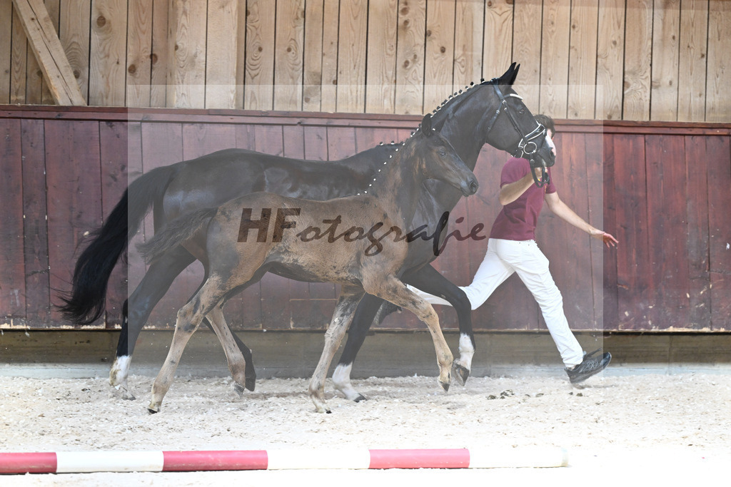 Kat-Nr. 16 SF Nashville Star x Danciano_Seiler_32240394 | hf-fotografie - Realisiert mit Pictrs.com