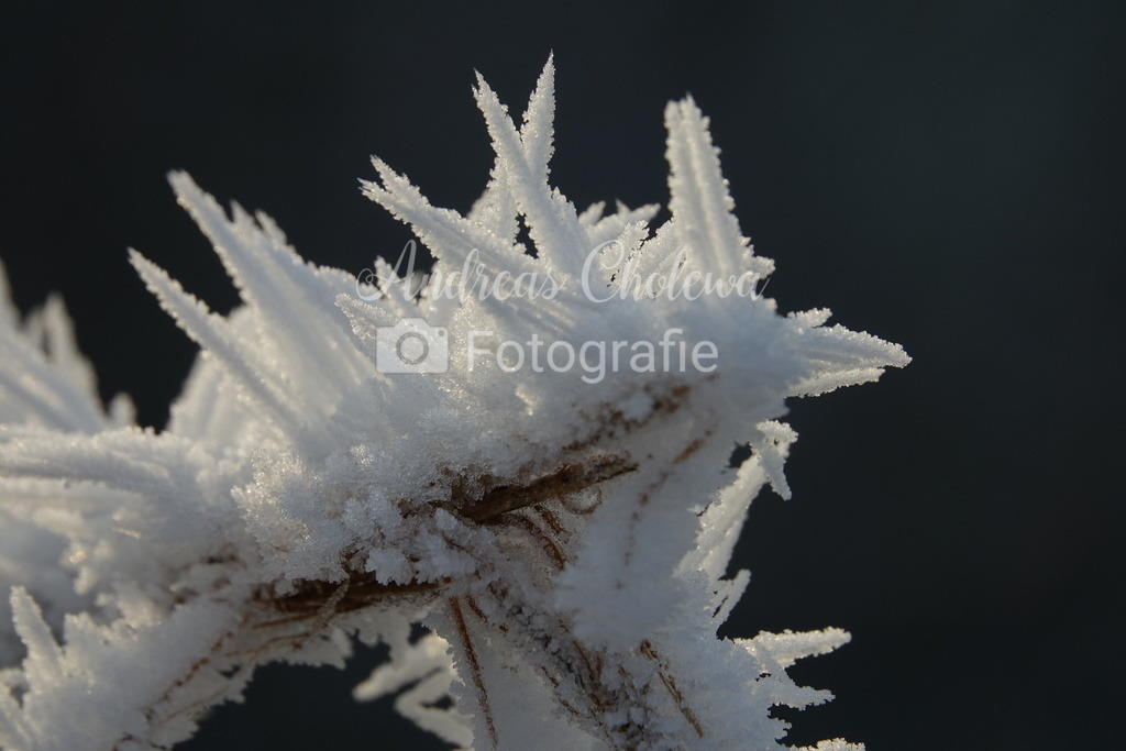 DSC06804 | Der Onlineshop für malerische Fotografien aus dem Landkreis Vechta✅ Premium Druck auf Leinwand✅ Acryl✅ oder Alu-Dibond✅➤Jetzt Bestellen! - Realisiert mit Pictrs.com