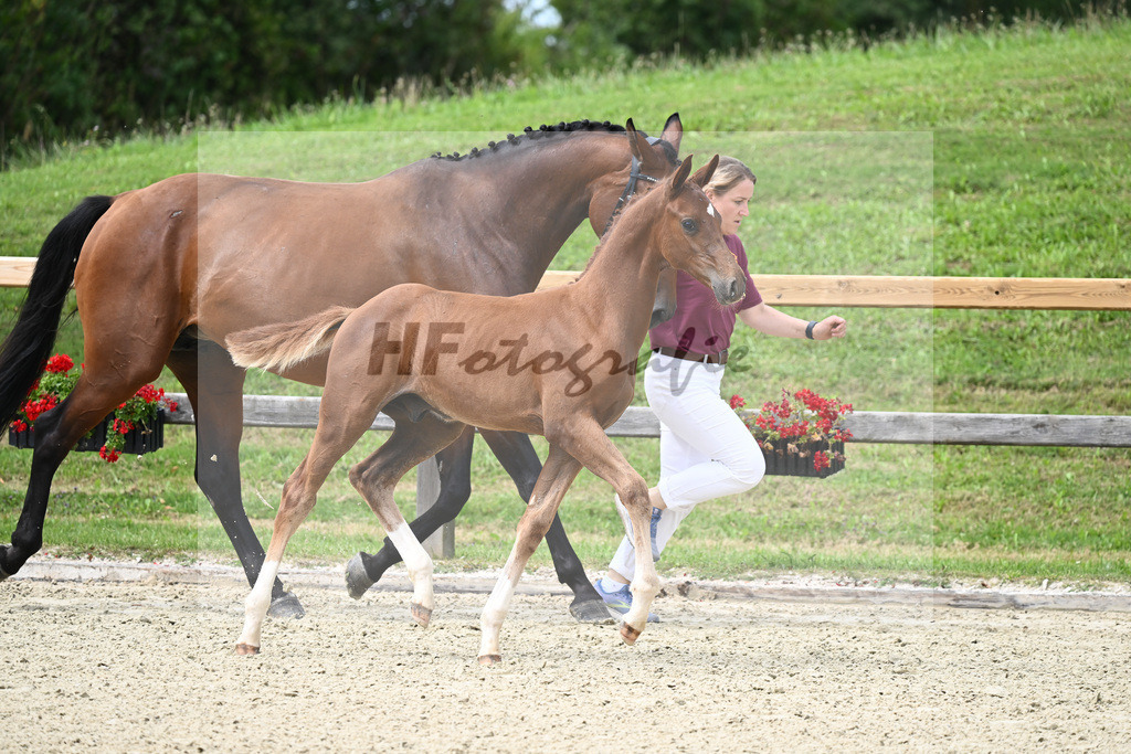 Kat-Nr. 19 HF Diamant van Klapscheut Z x Carembar de Muze_Feigl_28230318 | hf-fotografie - Realizzato con Pictrs.com