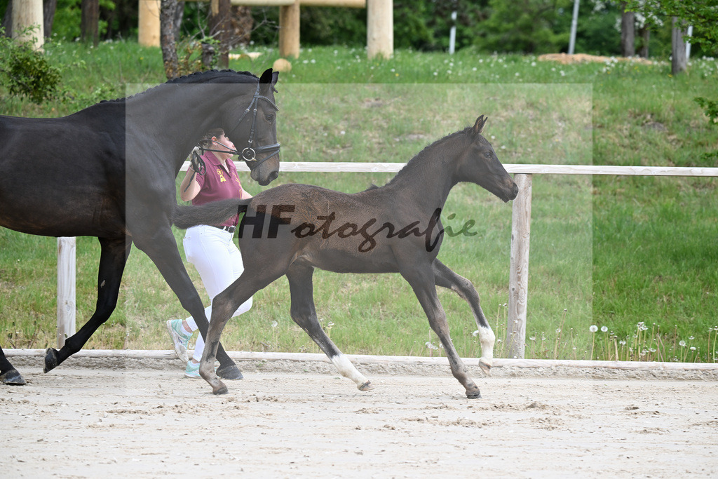 Kat-Nr. 1 HF Secret x San Muscadet_Holmer-Rattenhuber_24260037 | hf-fotografie - Realisiert mit Pictrs.com