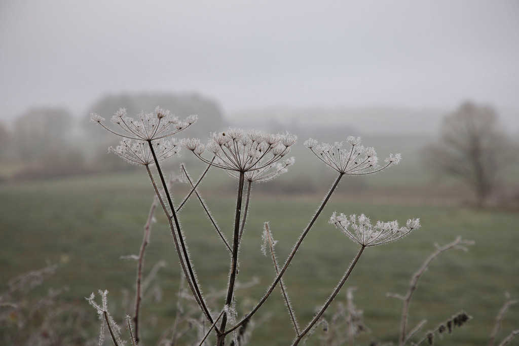 Raureif_Weisten_101222_05 | Bildergalerie von Sport-Ereignissen aber auch von weiteren spannenden Dingen - nicht nur vom Niederrhein. In Anlehnung an den bekannten Spruch von Hanns Dieter Hüsch heißt das Motto: "Niederrhein ist überall".  - Realisiert mit Pictrs.com