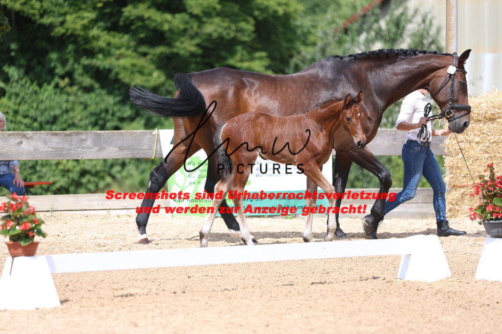 Fohlenschau_Schwäbisch_Hall_dressurbetonte_Fohlen_KN 13_16 | lmwpictures - Realisiert mit Pictrs.com