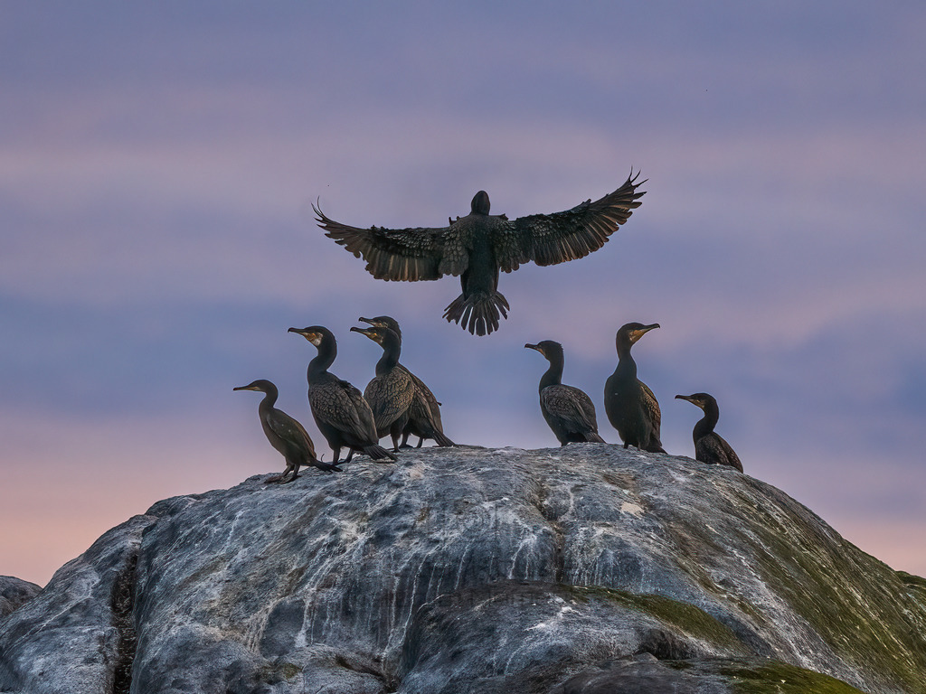 Ein Kormoran landet  | Ein Kormoran landet zwischen anderen Kormoranen im Licht der Mitternachstssonne auf einem Felsen im Bergsfjorden auf Senja, Norwegen.
Ich hatte das Glück des richtigen Moments. - Realisiert mit Pictrs.com