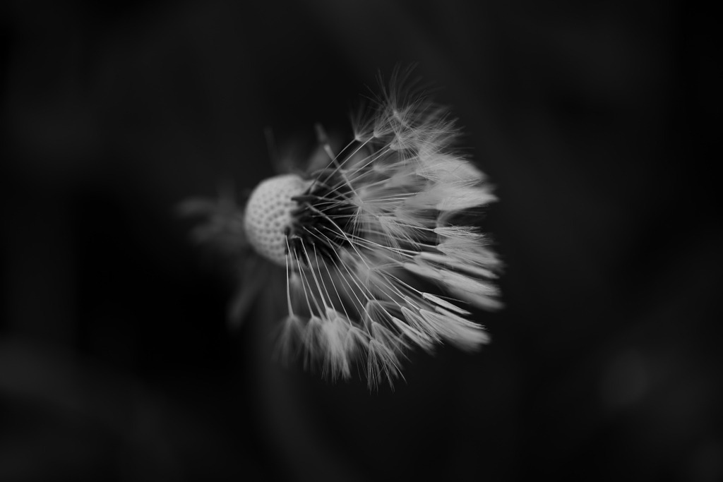 Löwenzahn | Makroaufnahme mit Nikon ZF, AF-S Micro Nikkor 105mm f2.8