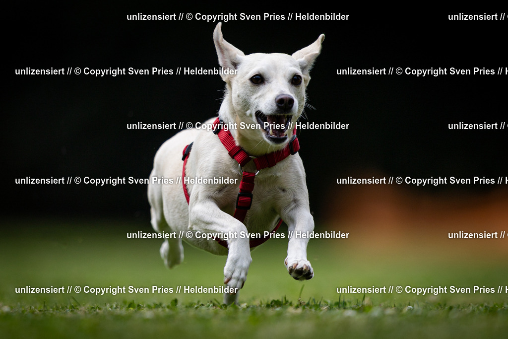 Sven Pries | 19. Allgemeines Hunderennen Karlsruhe Durlach - Realisiert mit Pictrs.com