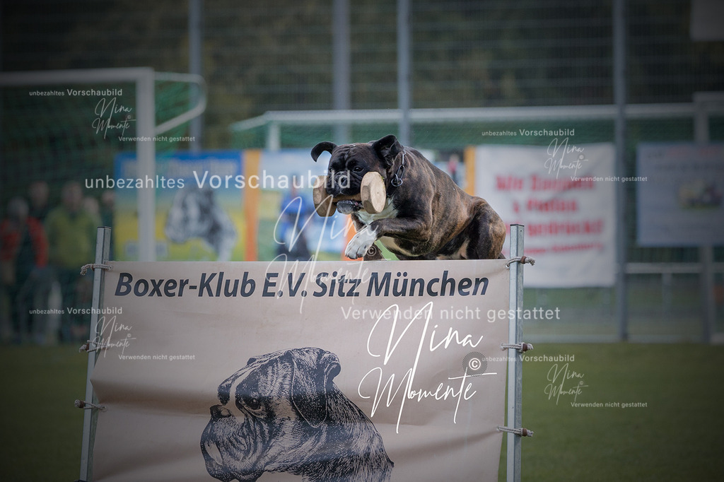 _16A5693-1 | Einzigartige Fotos von Hunden & Menschen –Actionfotos, Portraits, Vereinsaufnahmen & Paarshootings – authentisch, lebendig & mit Herz.