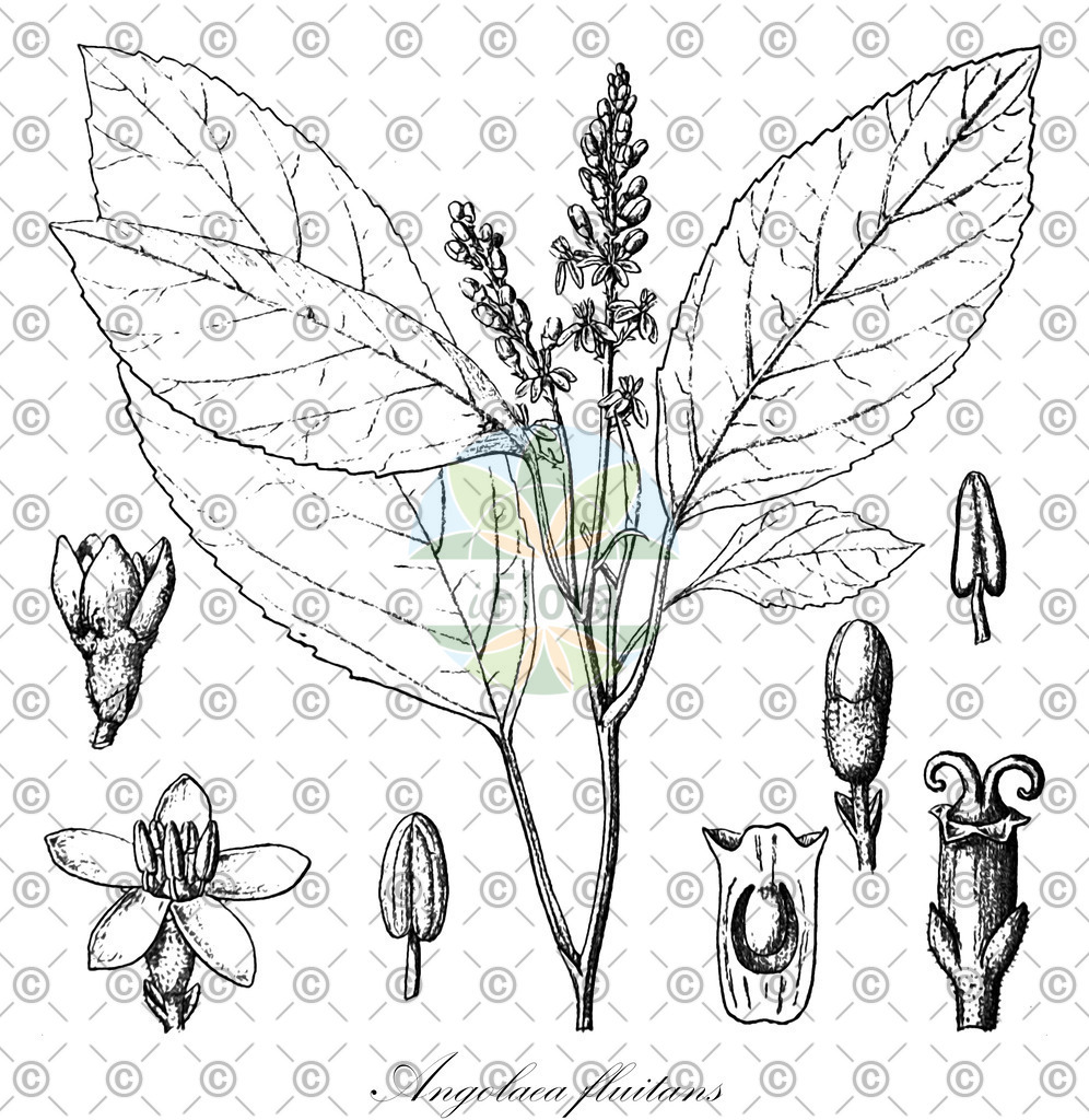 HistAbb_wfo-0000536542_188_ENZY_Simple | Historische Abbildung von Angolaea fluitans - Podostemaceae | Historical Illustration of Angolaea fluitans - Podostemaceae
