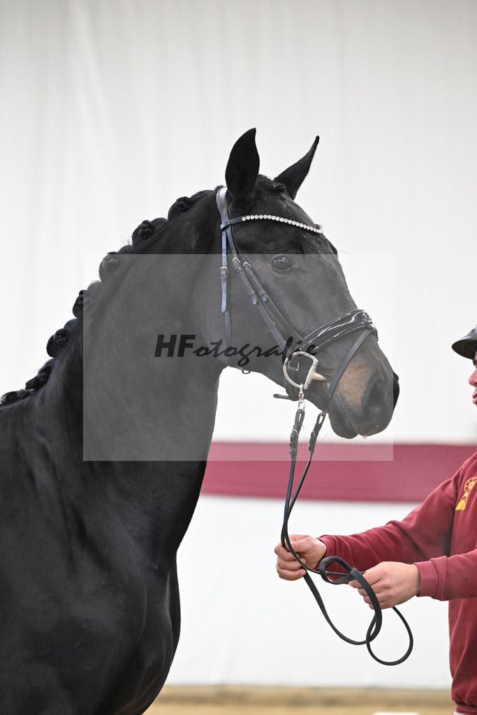 Kat-Nr. 112 Fynch Hatton x Damon Hill_Sibille Hachtel_47253355 | hf-fotografie - Realisiert mit Pictrs.com