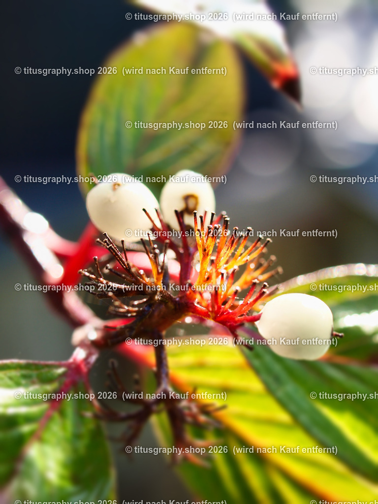 titusgraphy-PA221861-ln | titusgraphy-shop: Geschenkideen mit Qualitätsfotos. titusgraphy-shop: gift ideas with quality photos. titusgraphy-shop: idées cadeaux avec photos de qualité.  - Realisiert mit Pictrs.com