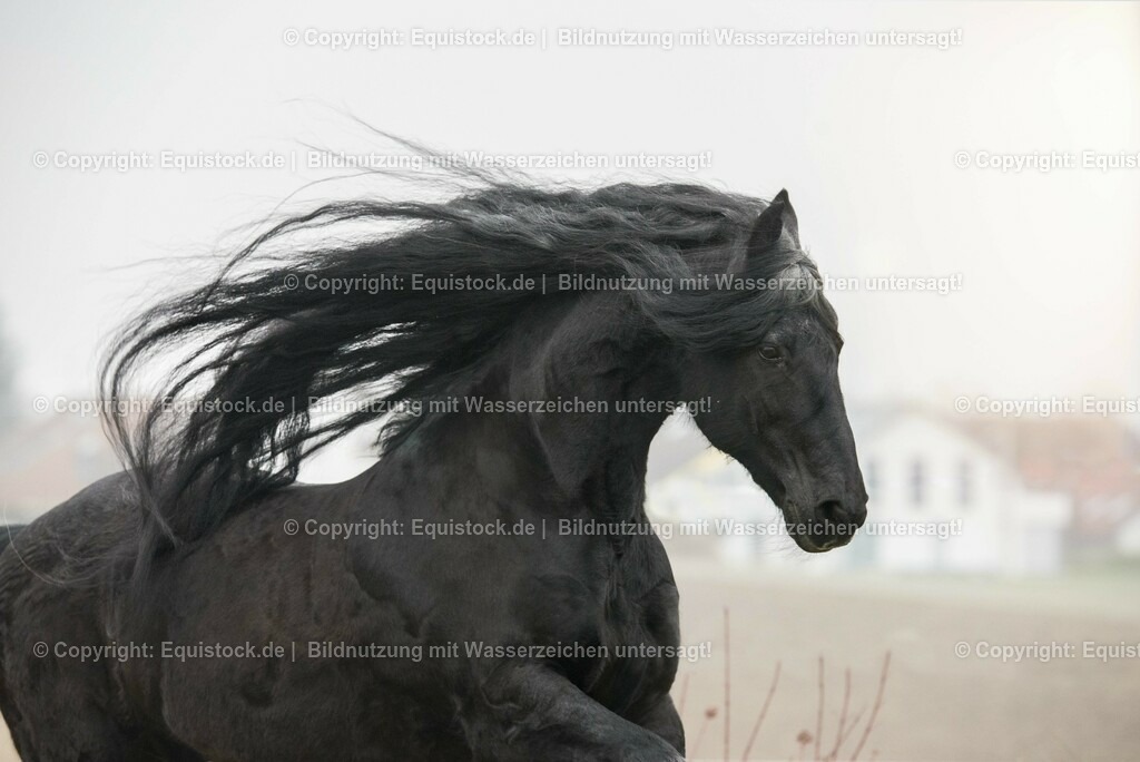 20150217_TOMsPiC_0001 | equistock