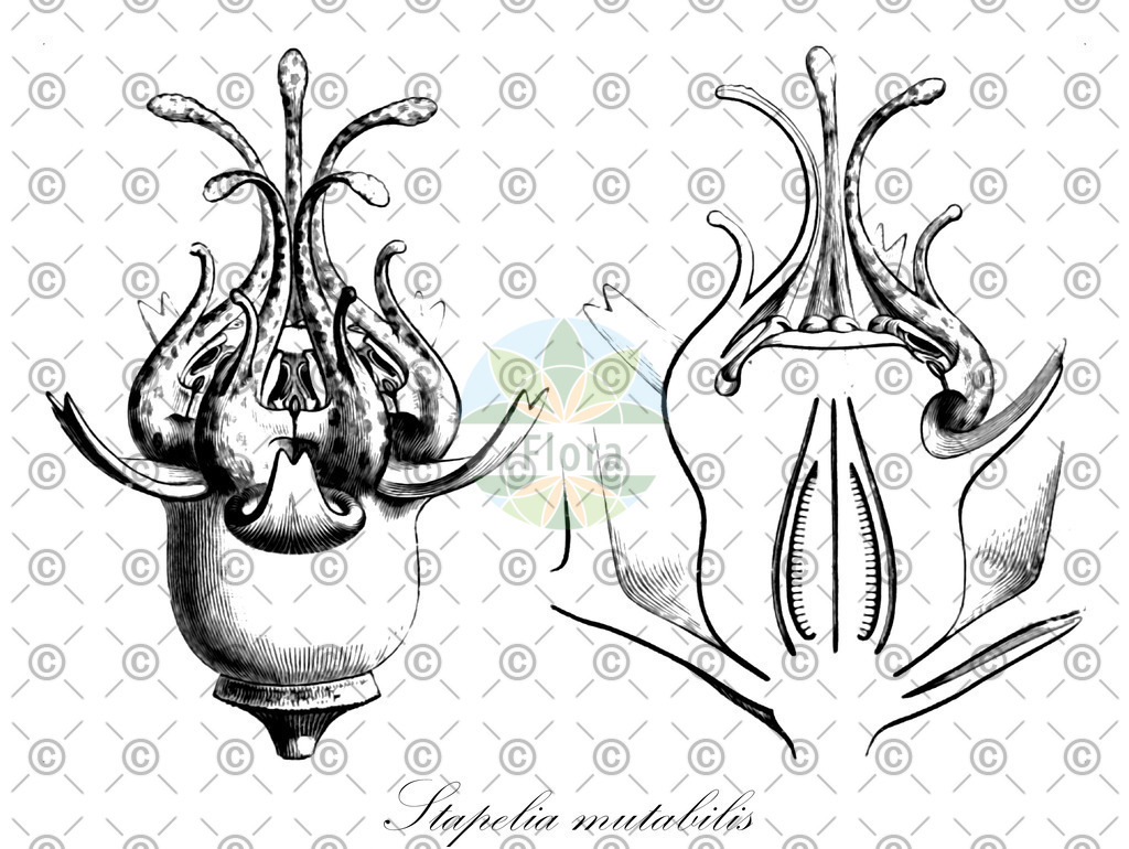 HistAbb_wfo-0001330199_1_ENZY_Simple | Historische Abbildung von Stapelia mutabilis - | Historical Illustration of Stapelia mutabilis - 