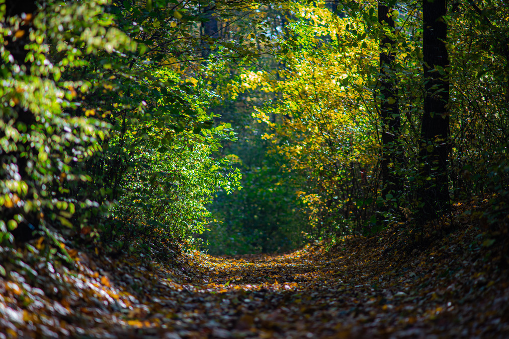 Weg in den Herbst | Wunderschöner Weg in den Herbst hinein - Realisiert mit Pictrs.com