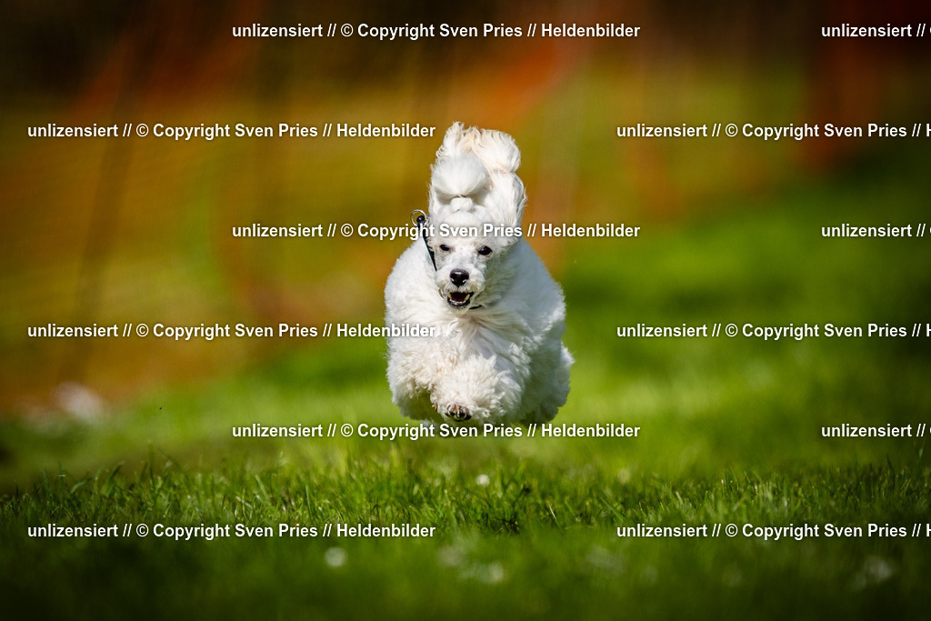 Sven Pries | 2025-04-13 - Hunderennen Baden-Baden - Realisiert mit Pictrs.com