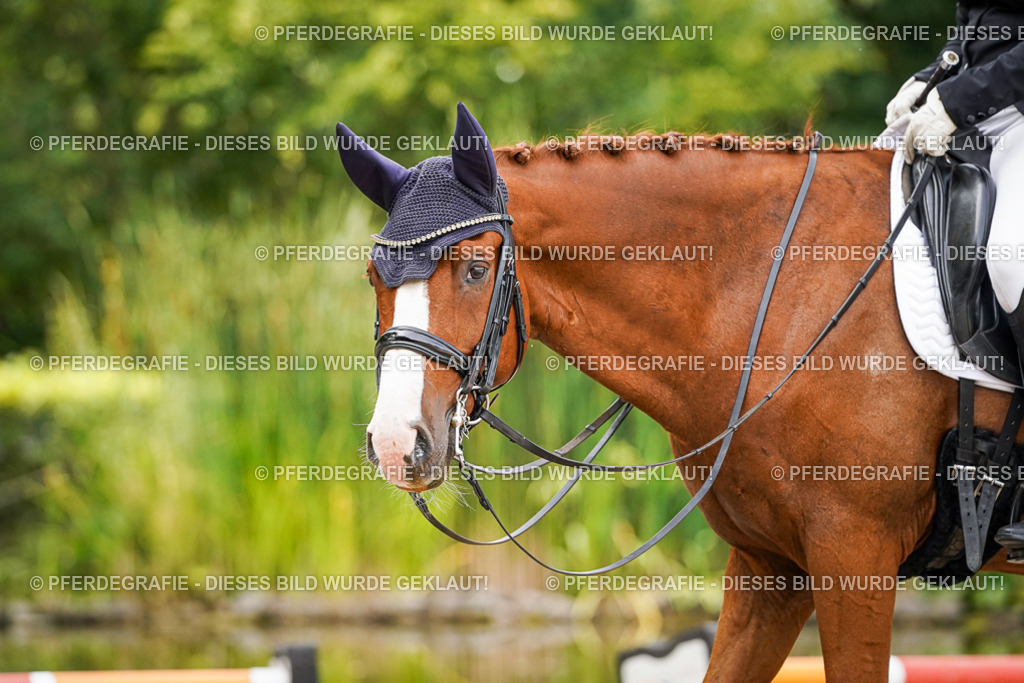 DSC06518 | Pferdegrafie