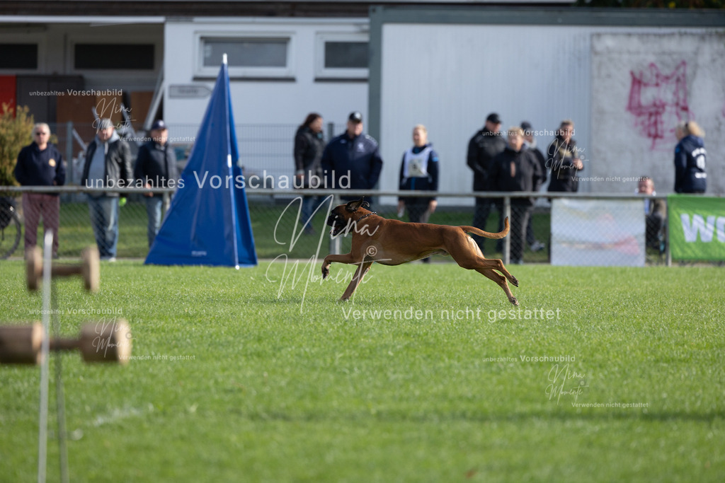 _16A6636 | Einzigartige Fotos von Hunden & Menschen –Actionfotos, Portraits, Vereinsaufnahmen & Paarshootings – authentisch, lebendig & mit Herz.