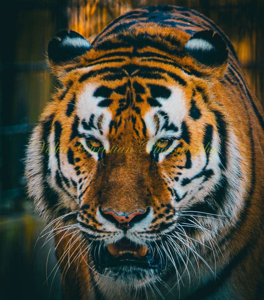 TPH 12p | Christian Vulin  - Realisiert mit Pictrs.com