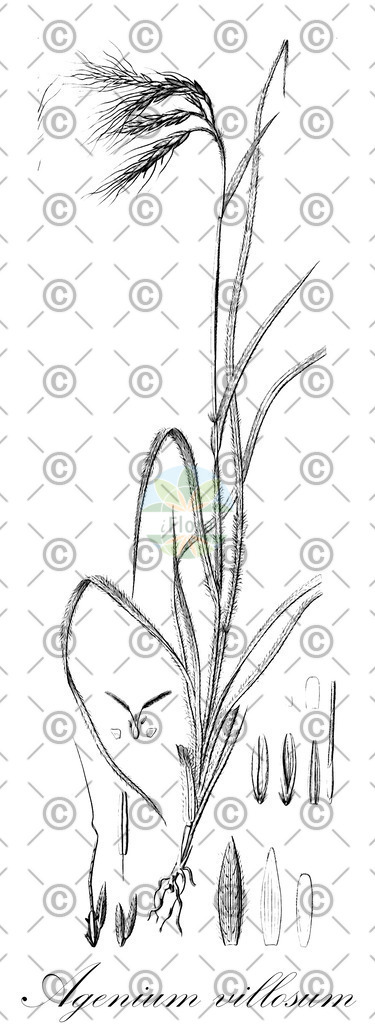 HistAbb_wfo-0000842088_2_ENZY_Simple | Historische Abbildung von Agenium villosum - Poaceae | Historical Illustration of Agenium villosum - Poaceae