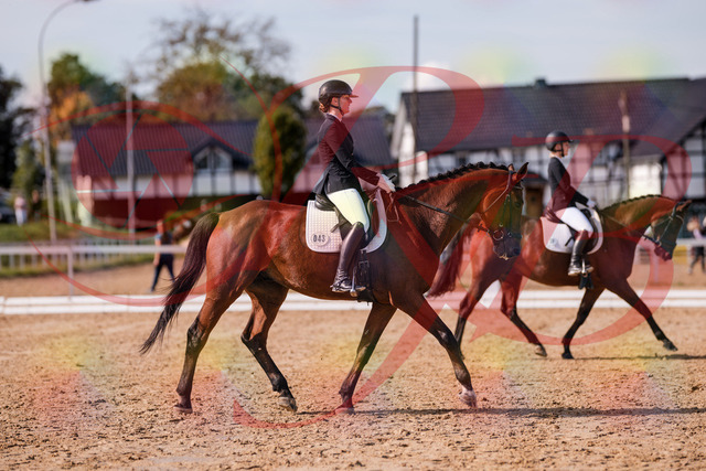 2026_10_03_Siefer-Hof_130840_Z81_61418282 | Professionelle Reitsport-, Turnier- und Eventfotografie von Robert Broda. Galerien mit ausgewählten und bearbeiteten Bildern direkt online ansehen und bestellen.