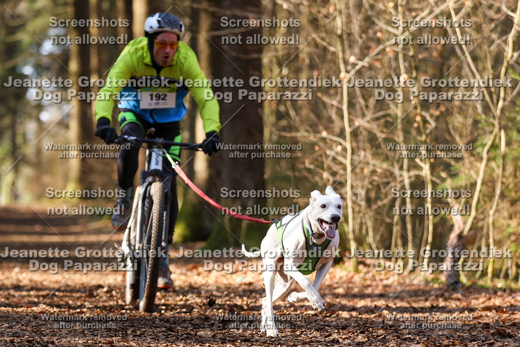 Dog Paparazzi - VCC26-999 | Dog Paparazzi Jeanette Grottendiek Fotografie & Videografie - Realisiert mit Pictrs.com