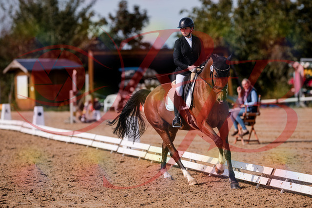 2026_10_03_Siefer-Hof_131848_Z81_66638804 | Professionelle Reitsport-, Turnier- und Eventfotografie von Robert Broda. Galerien mit ausgewählten und bearbeiteten Bildern direkt online ansehen und bestellen.
